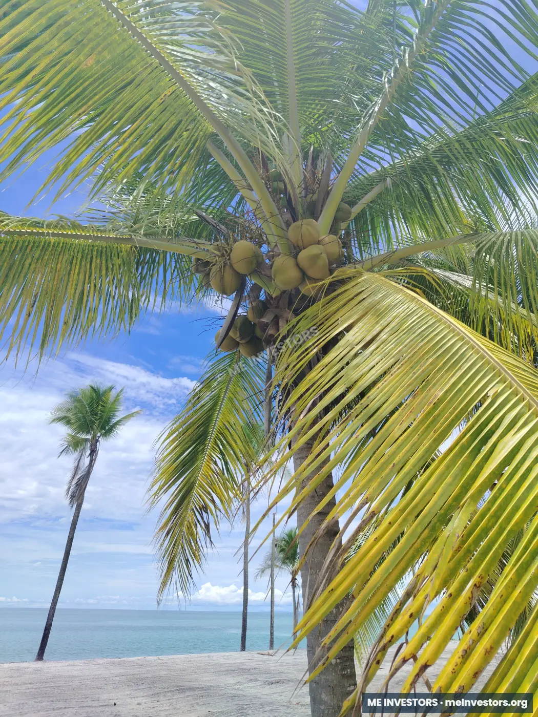 Lote en Buenaventura | Frente al mar | 4,973 m² | US$4,475,700, imagen 6