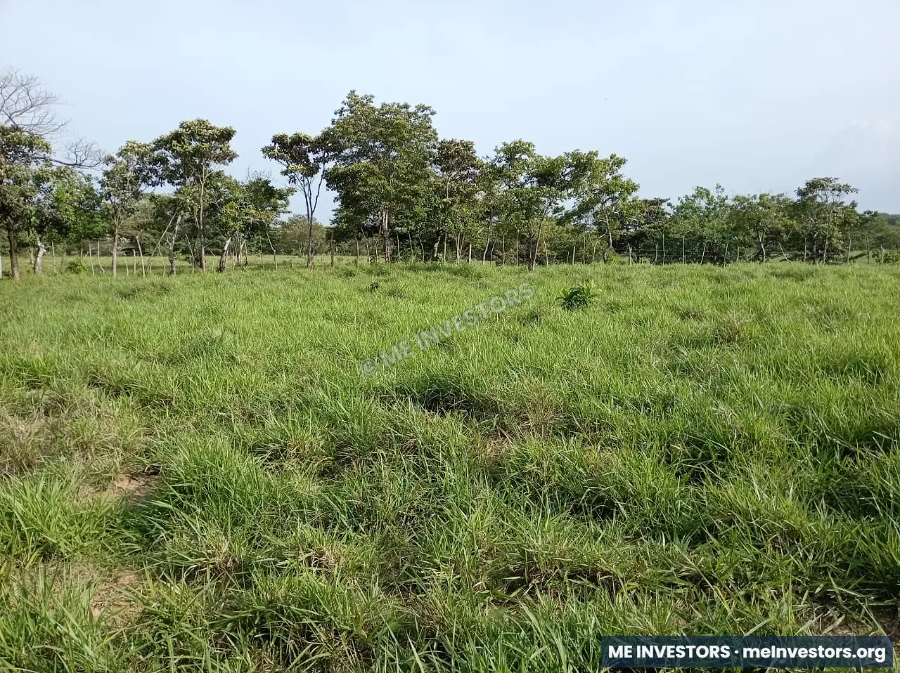 Finca | Chepo | 197,315.46 m², imagen 6