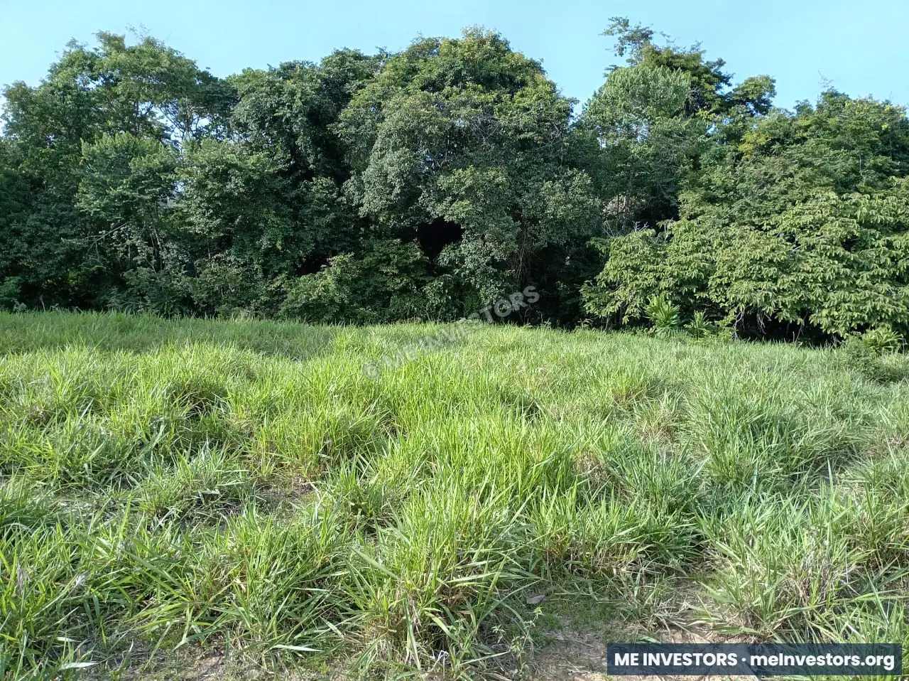 Finca | Chepo | 197,315.46 m², imagen 5