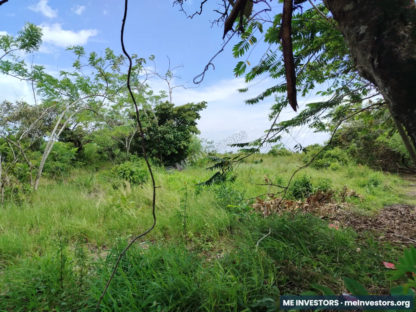 Terreno | Llano Grande, Antón | 22 hectáreas | $20,000 por hectárea, imagen 5