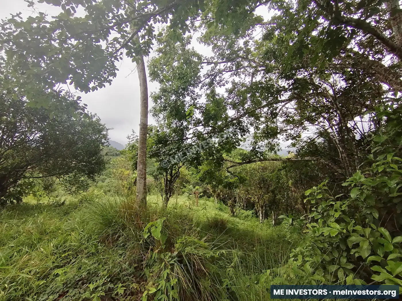 Lote | Trinidad Arriba, Capira | 25,548.32 m², imagen 10