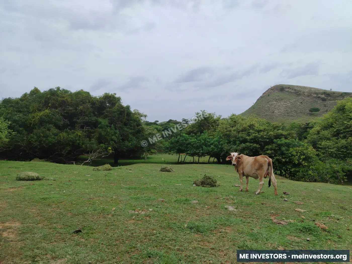 Finca, Las Peñas, La Villa de los Santos, imagen 3