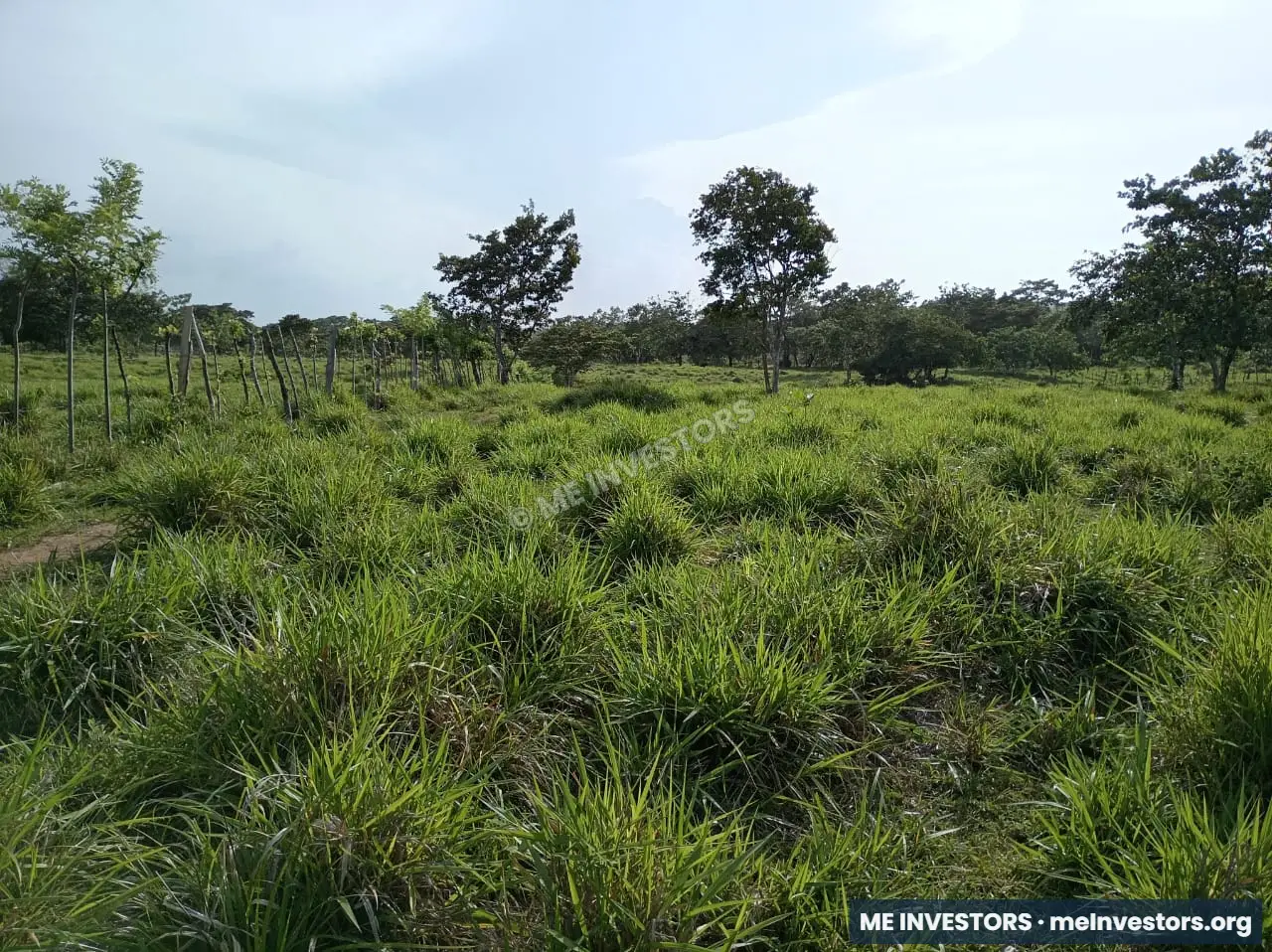 Finca | Chepo | 197,315.46 m², imagen 13