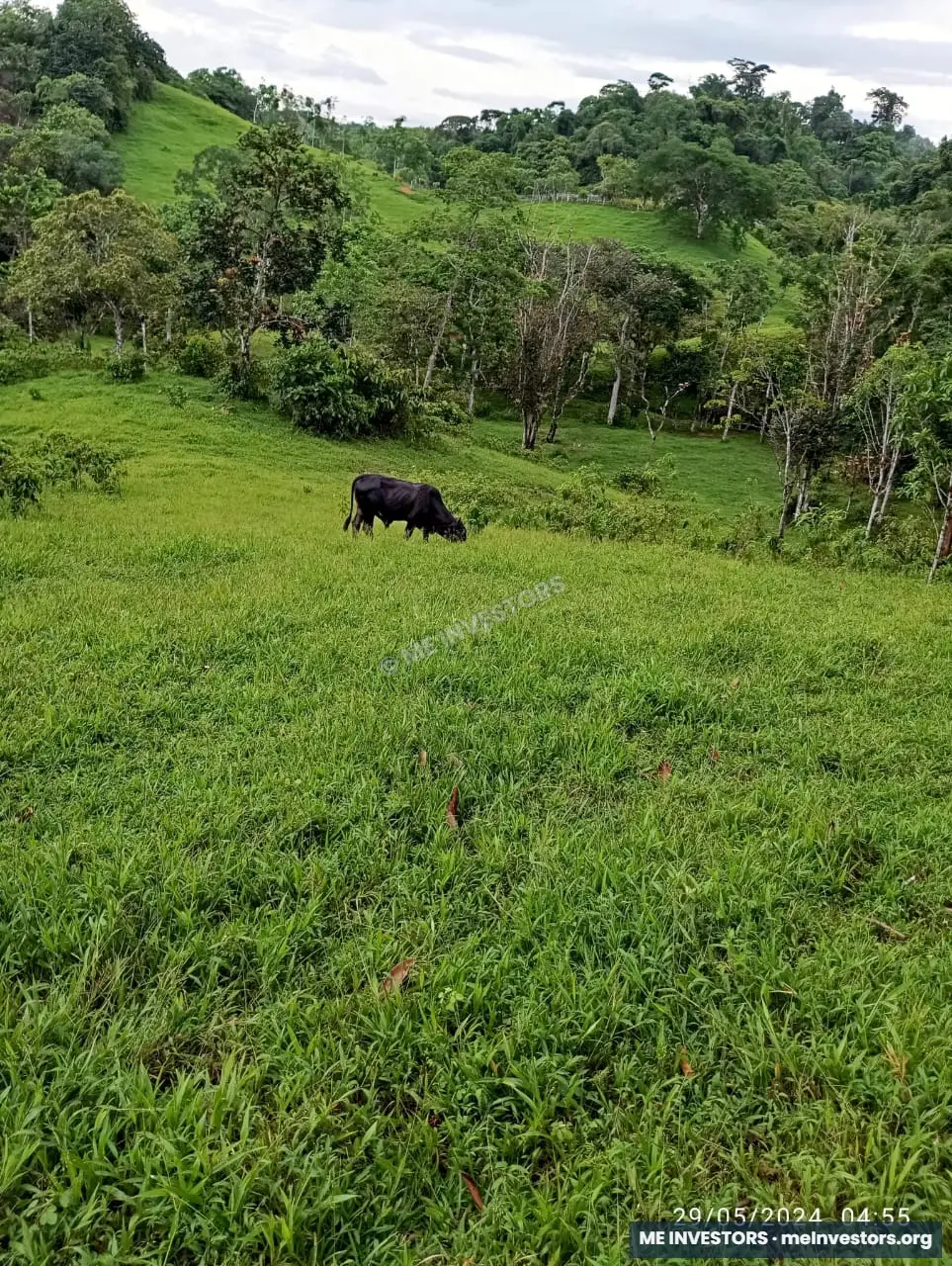Finca Unión Santeña, Penonomé | 67 hectáreas | B/. 2,000 por hectárea, imagen 3