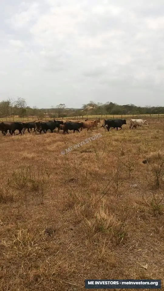 Finca titulada de 25 hectáreas | Unión de Azuero, Tanara | $325,000.00, imagen 4