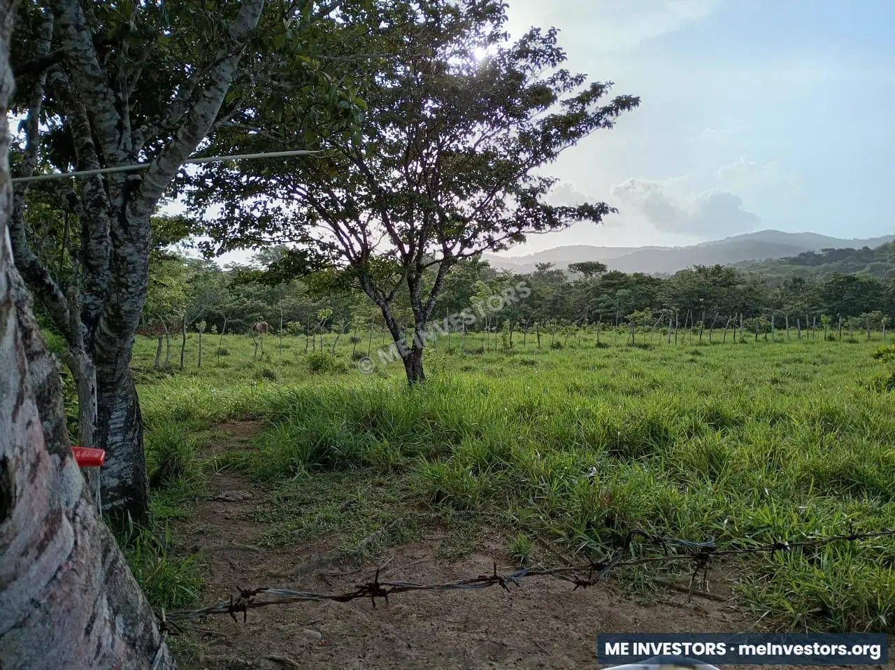 Finca | Chepo | 197,315.46 m², imagen 3