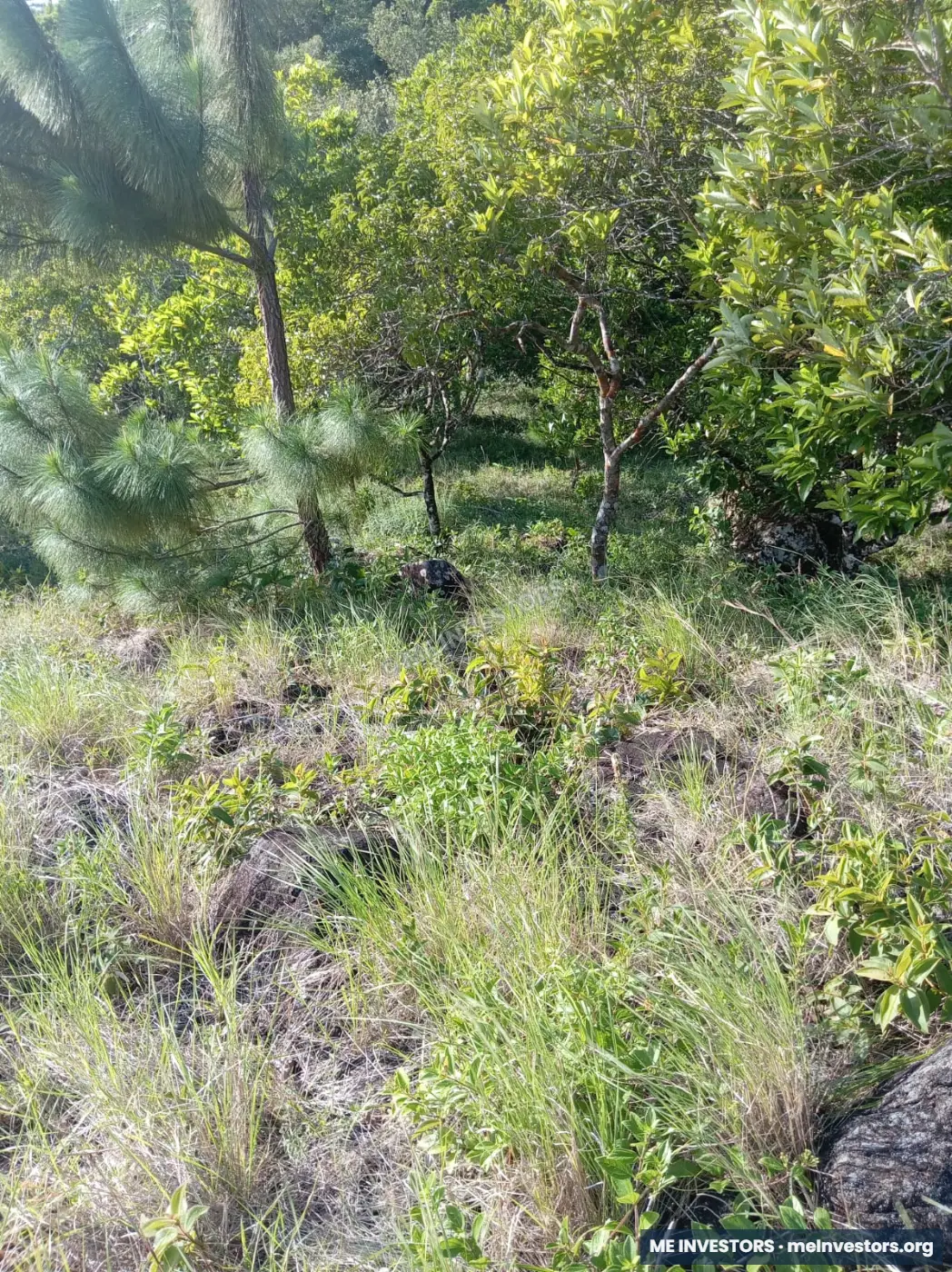 Terreno en Chicá, Chame | 3,116 m² | B/. 193,192, imagen 5