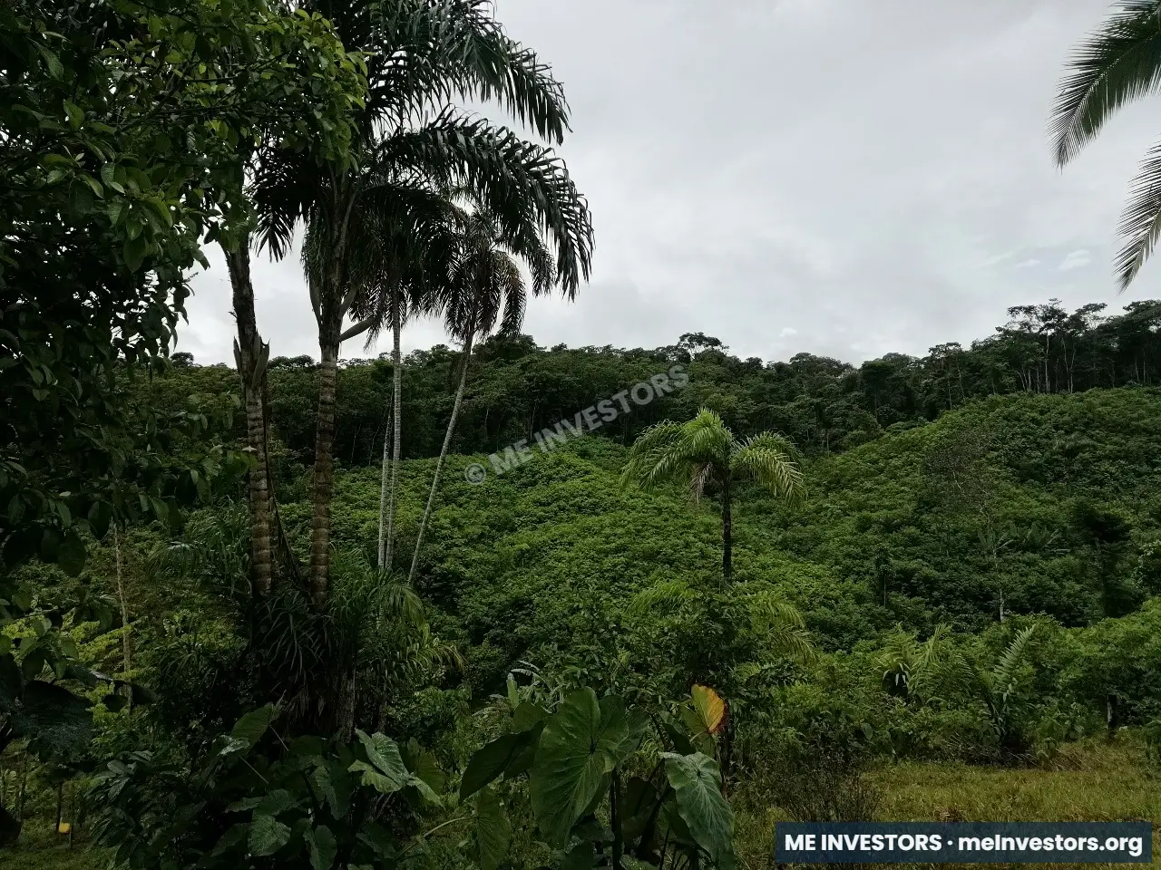 Finca Unión Santeña, Penonomé | 67 hectáreas | B/. 2,000 por hectárea, imagen 7