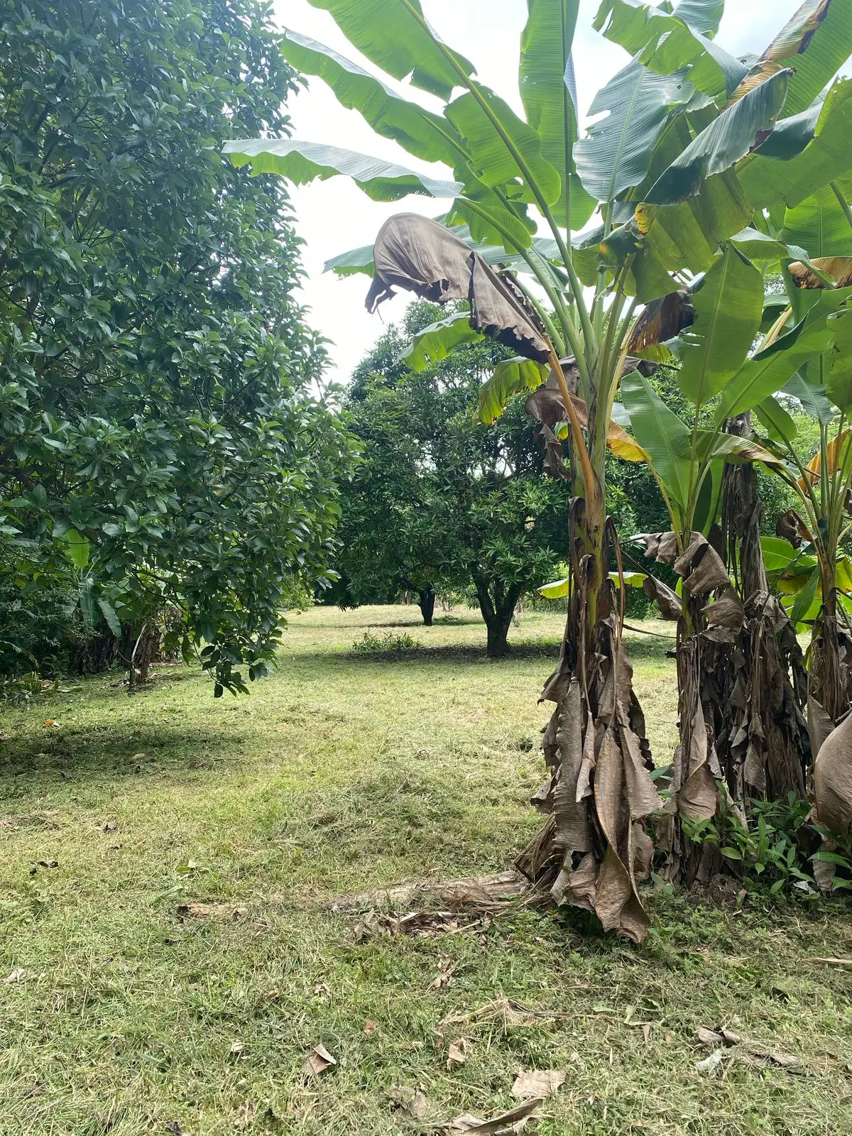 Lote con casa y vista al río Carriazo | 4,565 m² | $150,000.00, imagen 3