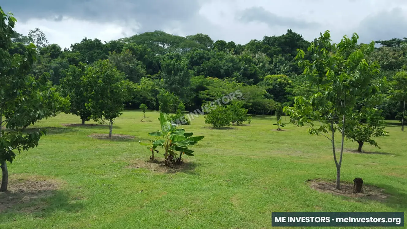 Finca en Sorá | 7 hectáreas | B/. 12 por m², imagen 6